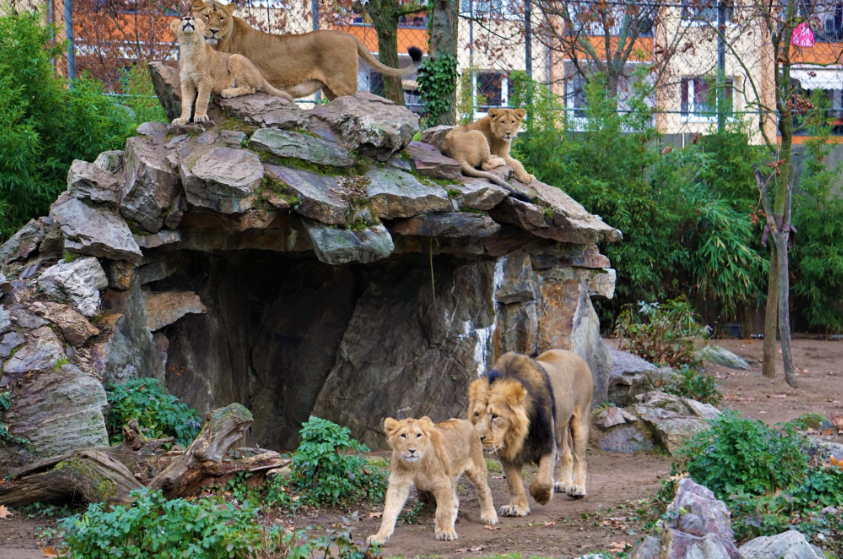 Zoo Frankfurt , Germany
